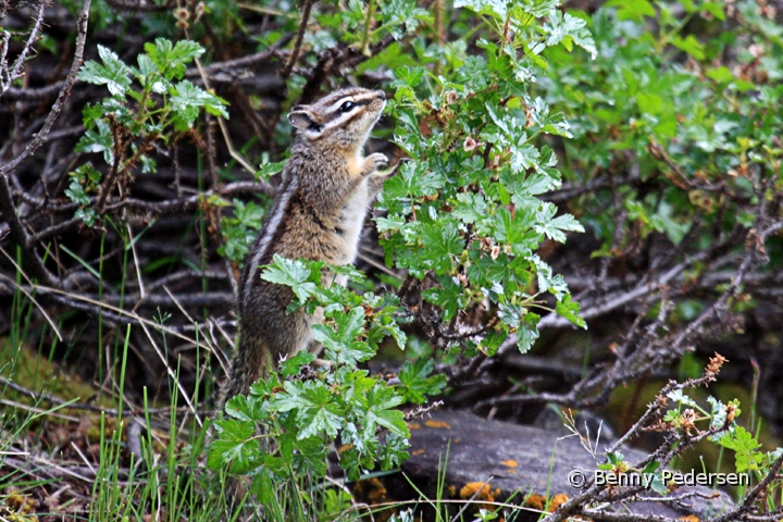 Yellow-pine Chipmunk.jpg - Yellow-pine Chipmunk